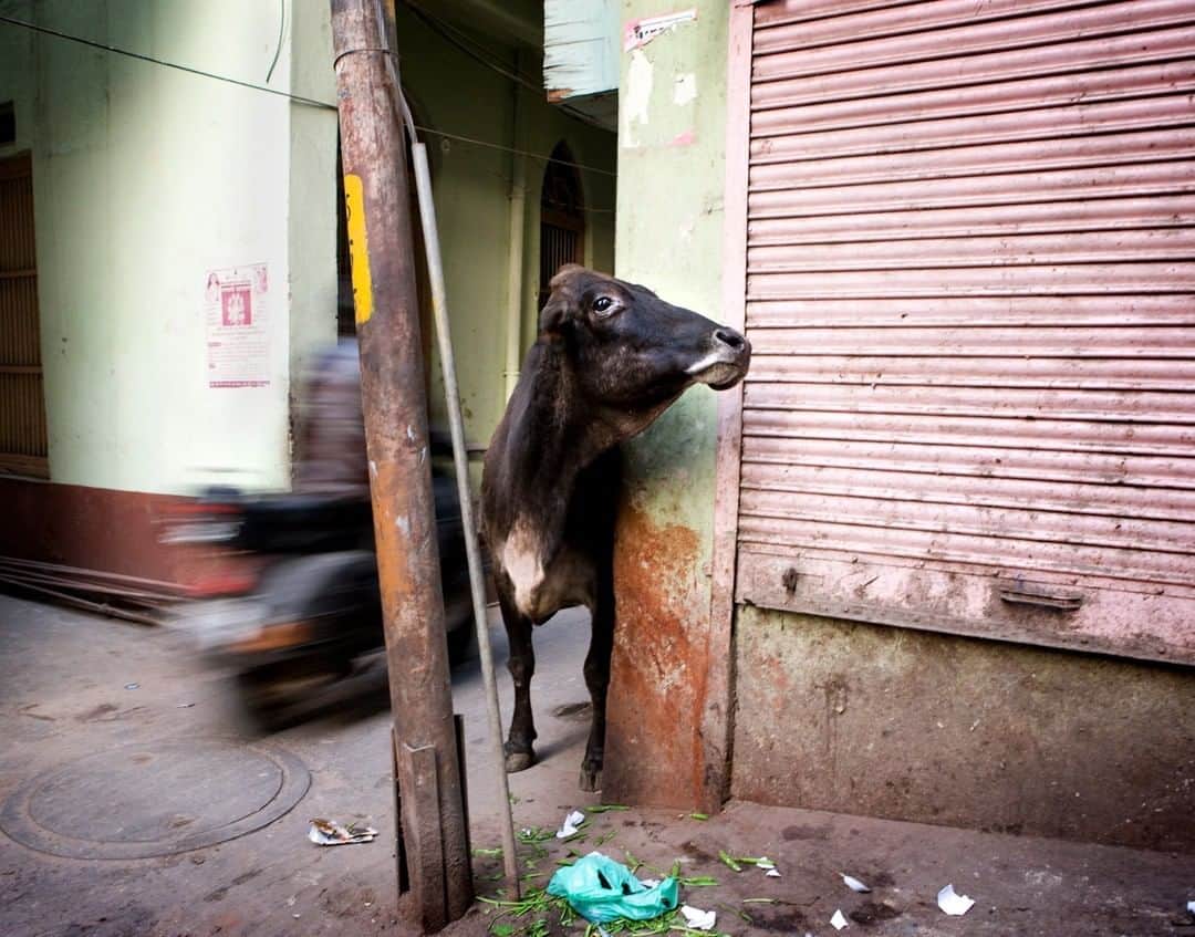 National Geographic Travelさんのインスタグラム写真 - (National Geographic TravelInstagram)「Photo by @gabrielegalimbertiphoto | Mumbai, India - A cow walks freely in the little streets in the center of Mumbai. Millions of Hindus revere and worship cows. Hinduism is a religion that raises the status of Mother to the level of Goddess. Therefore, the cow is considered a sacred animal, as it provides us with life sustaining milk. The cow is seen as a maternal figure, a care taker of her people. The cow is a symbol of the divine bounty of earth. #cow #india #holycow #mumbai #cattle #hinduism #hindu」4月1日 13時02分 - natgeotravel