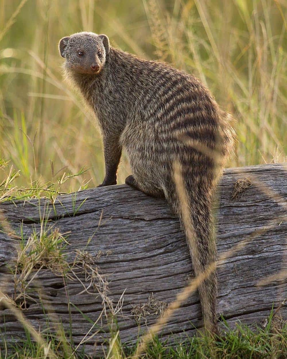 アメリカ自然史博物館さんのインスタグラム写真 - (アメリカ自然史博物館Instagram)「Teamwork makes the dream work for the banded mongoose (Mungos mungo). This social species lives in groups of around 20 individuals in a range of open African habitats including grasslands, woodlands, and brush lands. Its diet mainly consists of insects, but a group may coordinate efforts to take on larger, more dangerous prey, like a sand snake. Group members are also keen on taking care of the injured, young, and elders by assisting with grooming and sharing food.  Photo: Sumeet Moghe」4月1日 13時05分 - amnh