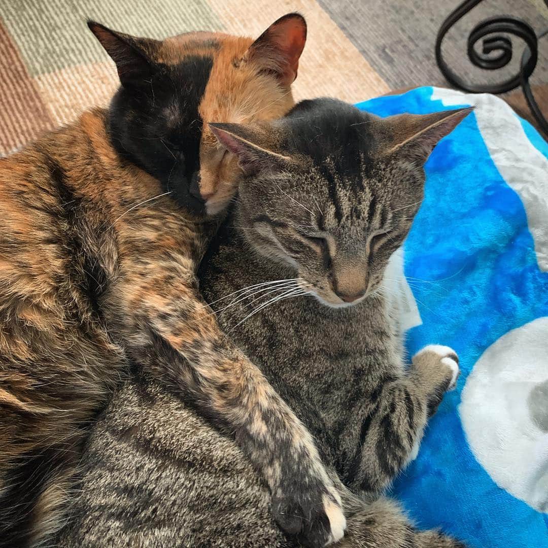 Venus Cat さんのインスタグラム写真 - (Venus Cat Instagram)「The snuggle is real with @roothekangaroocat 😻🐾 #friendshipgoals #siblinggoals #bestfriendgoals」4月1日 13時05分 - venustwofacecat