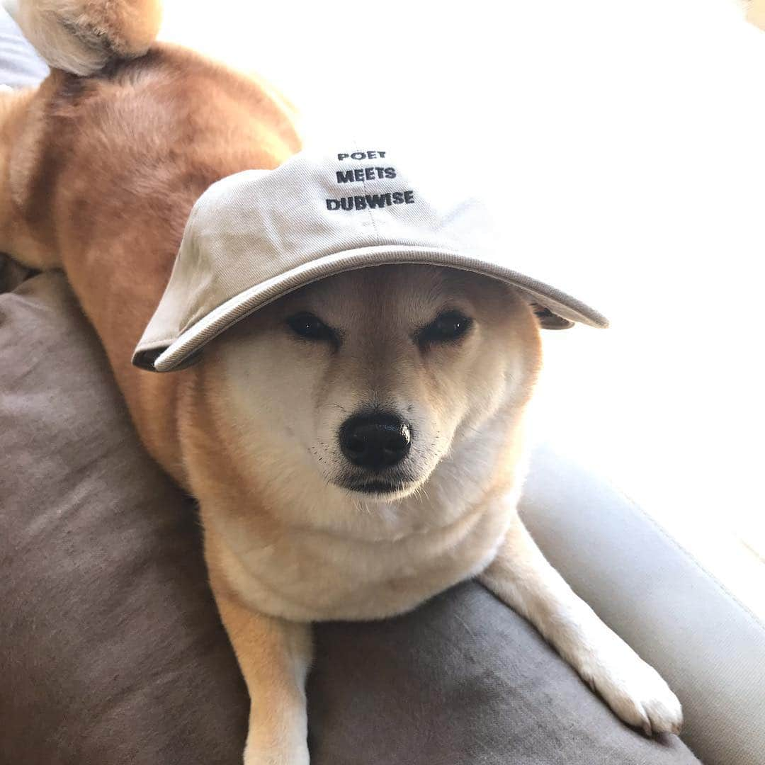 マル子さんのインスタグラム写真 - (マル子Instagram)「#poetmeetsmaruko #poetmeetsdubwise  #マル子  #柴犬  #shiba」4月1日 13時09分 - tomikago