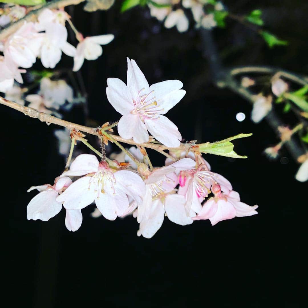 増渕竜義のインスタグラム：「夜桜を見に行ってきました🌸✨ #春#桜#夜桜#東京#六義園」
