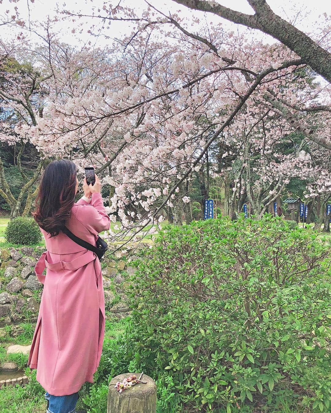 長嶺菜菜子のインスタグラム：「桜色のコートがお気に入り🌸ヾ(*･∀︎･*)ﾉﾞ﻿ ﻿ ﻿ ﻿ 今日から4月﻿ ﻿ もう2019年も3ヶ月終わってしまった﻿ ﻿ 早いのぉぉ﻿ ﻿ ﻿ ﻿ 島根県﻿ ﻿ 出雲大社内の桜が満開で綺麗に咲いていた🥰🥰﻿ ﻿ ﻿ ﻿ この時期だけの春コートと桜🌸のコラボ( ˭̵̵̵̵͈́◡︎˭̵̵̵͈̀ )ˉ̞̭﻿ ﻿ ﻿ ﻿ #桜 #桜満開 #桜鑑賞 #島根県 #出雲大社 #島根出雲大社 #出雲大社の桜 #車旅 #女子旅 #旅好き #旅行好き #アクティブ #4月 #春コート #桜色 #沖縄人 #うちなんちゅ #八重歯 #でこっぱち」