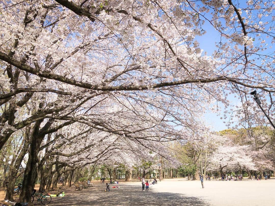 つるの剛士さんのインスタグラム写真 - (つるの剛士Instagram)「平成最後の🌸。 "散る桜 残る桜も 散る桜。" 少し早いですが、 "令和"も宜しくお願い致します🌸  #新元号 #ロケの合間にリアタイで見れた #旅ラン #令和  #つるカメラ」4月1日 13時13分 - takeshi__tsuruno