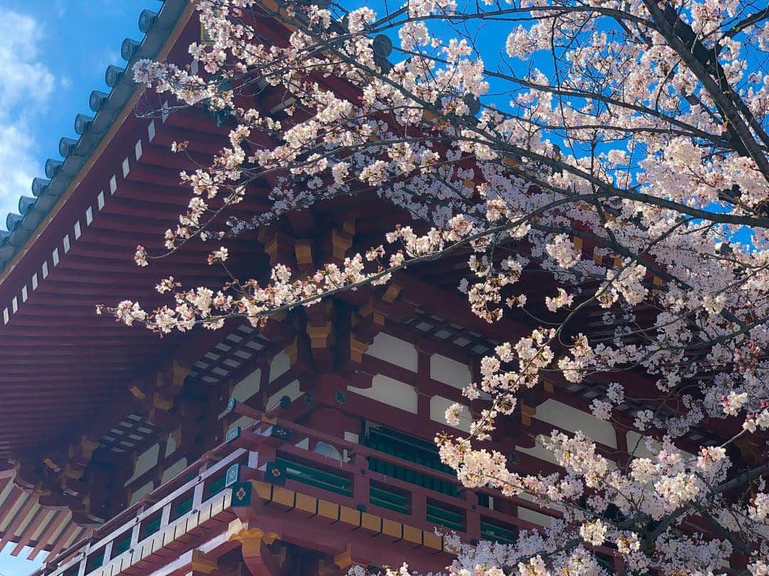 つるの剛士さんのインスタグラム写真 - (つるの剛士Instagram)「平成最後の🌸。 "散る桜 残る桜も 散る桜。" 少し早いですが、 "令和"も宜しくお願い致します🌸  #新元号 #ロケの合間にリアタイで見れた #旅ラン #令和  #つるカメラ」4月1日 13時13分 - takeshi__tsuruno