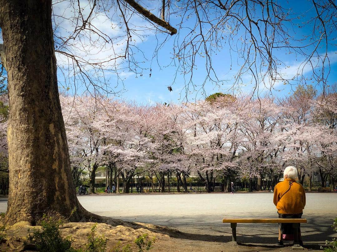 つるの剛士さんのインスタグラム写真 - (つるの剛士Instagram)「平成最後の🌸。 "散る桜 残る桜も 散る桜。" 少し早いですが、 "令和"も宜しくお願い致します🌸  #新元号 #ロケの合間にリアタイで見れた #旅ラン #令和  #つるカメラ」4月1日 13時13分 - takeshi__tsuruno