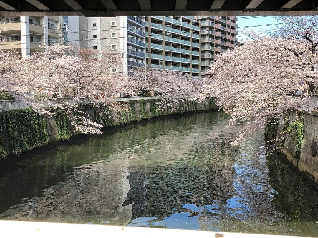 つるの剛士さんのインスタグラム写真 - (つるの剛士Instagram)「平成最後の🌸。 "散る桜 残る桜も 散る桜。" 少し早いですが、 "令和"も宜しくお願い致します🌸  #新元号 #ロケの合間にリアタイで見れた #旅ラン #令和  #つるカメラ」4月1日 13時13分 - takeshi__tsuruno