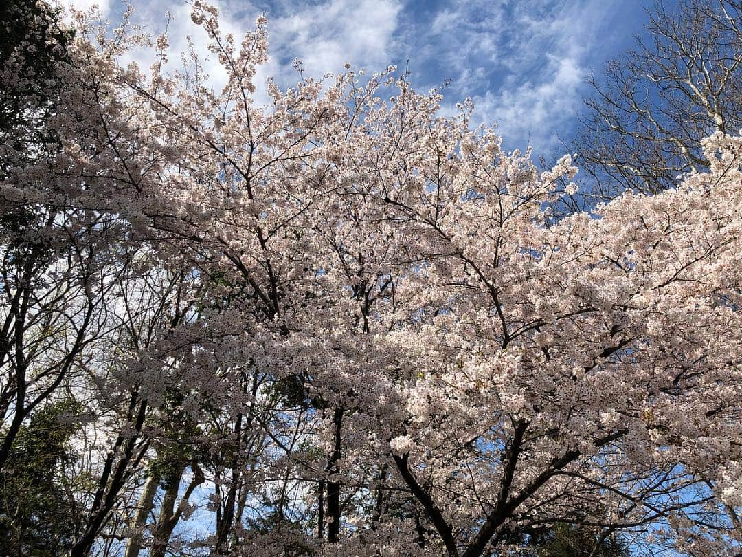 つるの剛士さんのインスタグラム写真 - (つるの剛士Instagram)「平成最後の🌸。 "散る桜 残る桜も 散る桜。" 少し早いですが、 "令和"も宜しくお願い致します🌸  #新元号 #ロケの合間にリアタイで見れた #旅ラン #令和  #つるカメラ」4月1日 13時13分 - takeshi__tsuruno