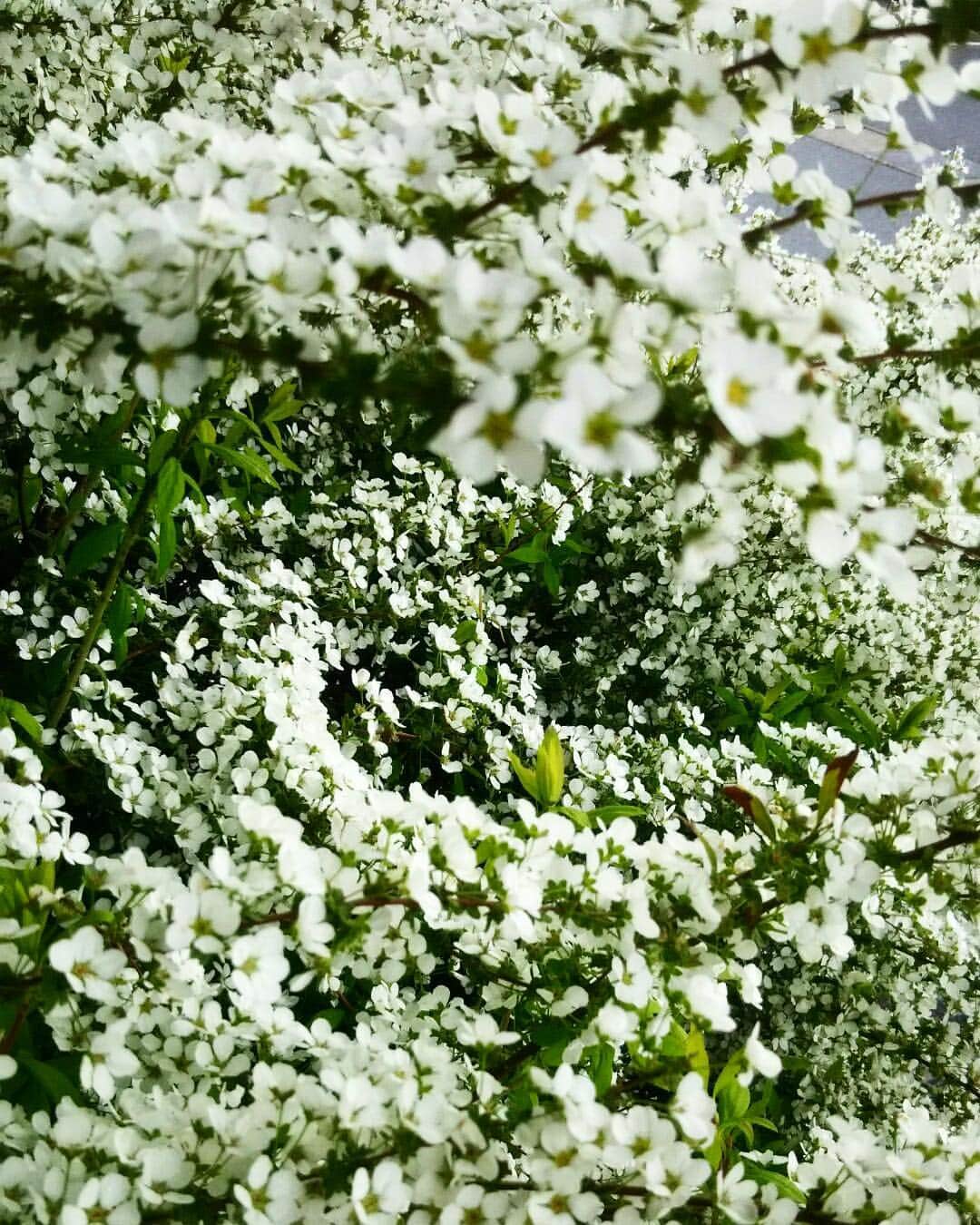 祥吉のグルメインスタ