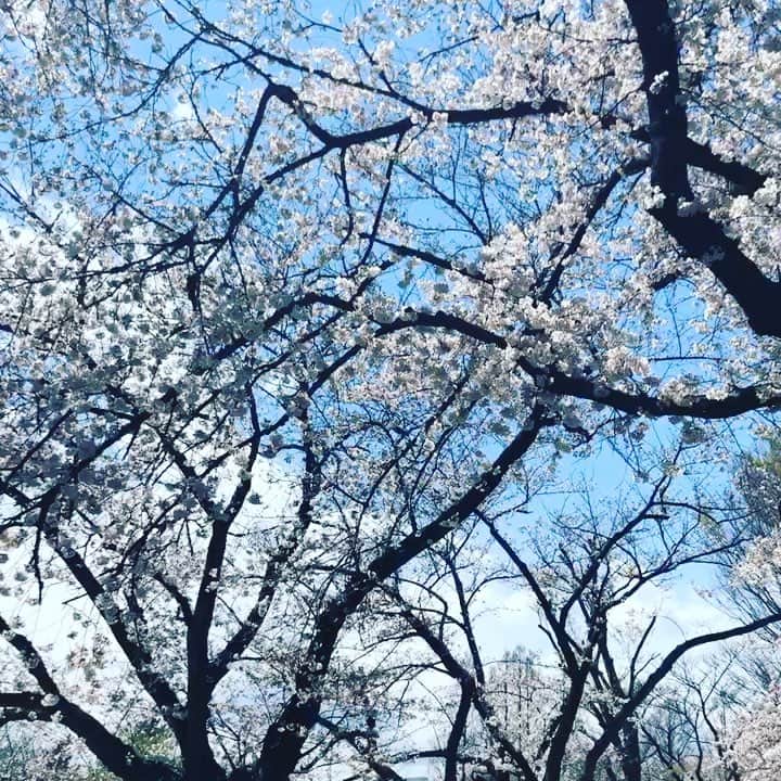 のインスタグラム：「#今日も花見散歩のアロン#トイプードルの姿をした息子」