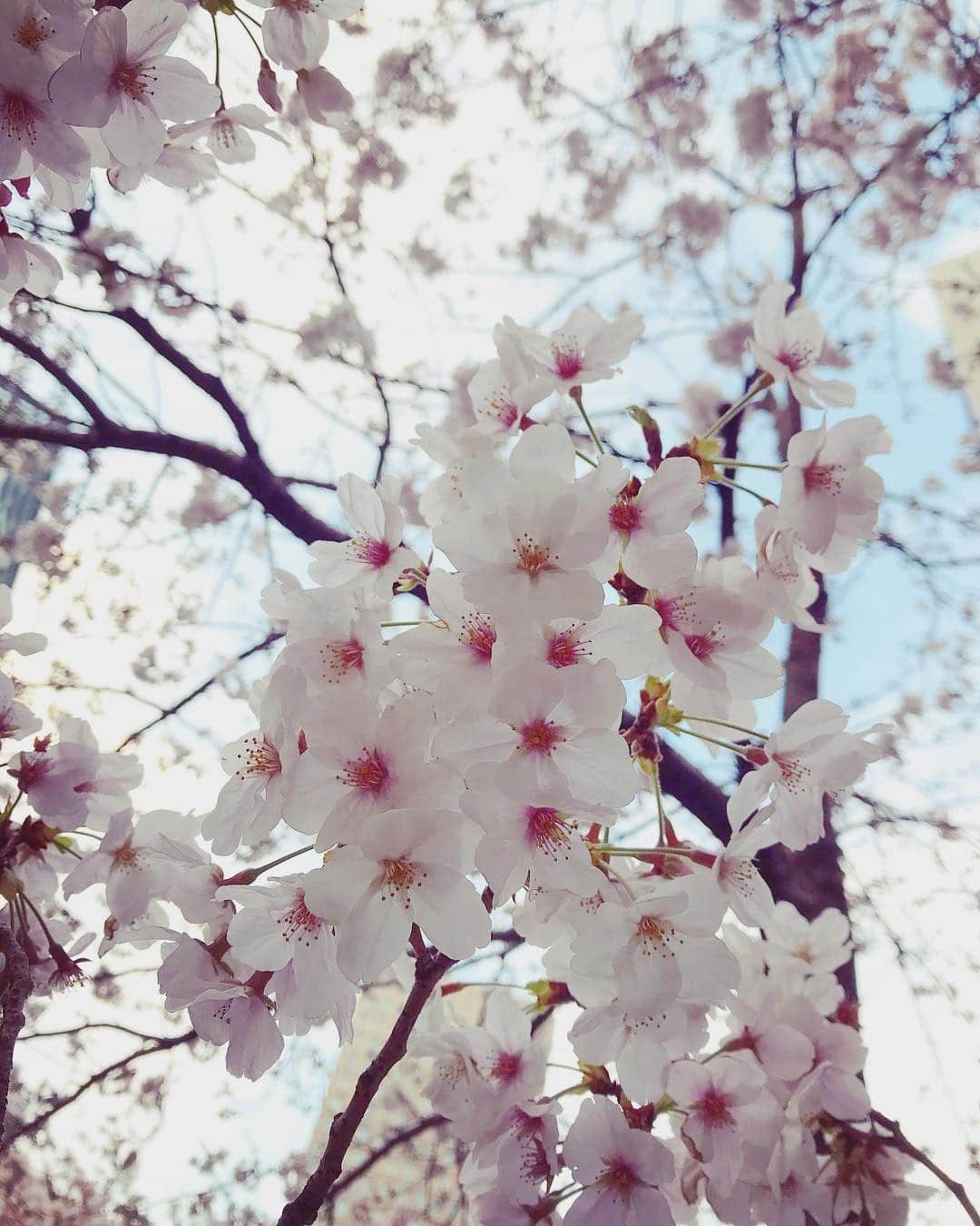 加藤未央さんのインスタグラム写真 - (加藤未央Instagram)「今年も満開の桜を見れて幸せ🌸✨☺️ 新元号、「令和」。 美しいなぁ。 #今日から4月 #🌸 #cherryblossom  #お花見 #新元号 #令和 #れいわ」4月1日 13時28分 - mio.ka10