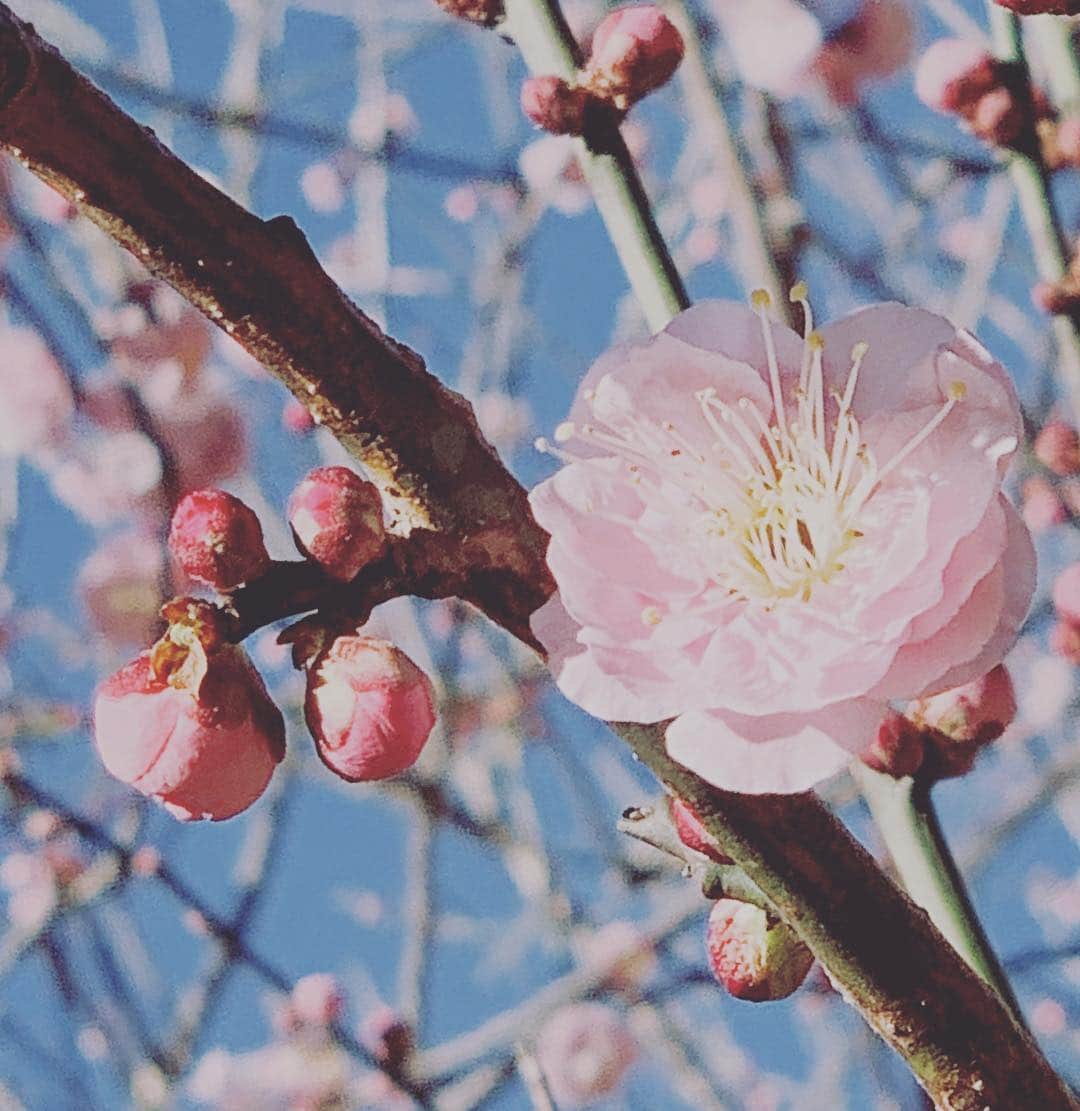 Chageさんのインスタグラム写真 - (ChageInstagram)「「令和」  ２月に撮った梅の花です。 平成最後の四月となります。よろしくです。#chagekimi  #令和 #万葉集 #梅の花 #クリ部 #chappy」4月1日 13時33分 - chageshu06