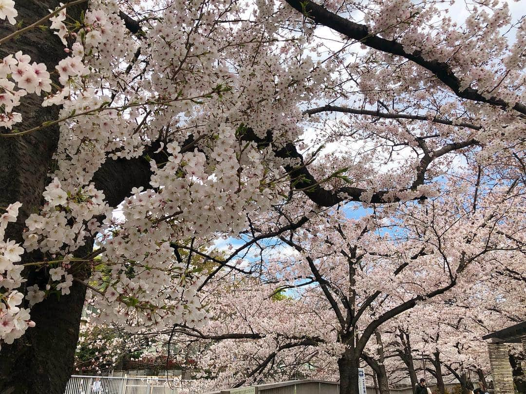 佐藤美希さんのインスタグラム写真 - (佐藤美希Instagram)「新元号発表されましたね！ "令和" 平成もあと1カ月！！ #新元号 #令和 #桜満開 #🌸 #お花見は肌寒いね」4月1日 13時42分 - satomiki0626