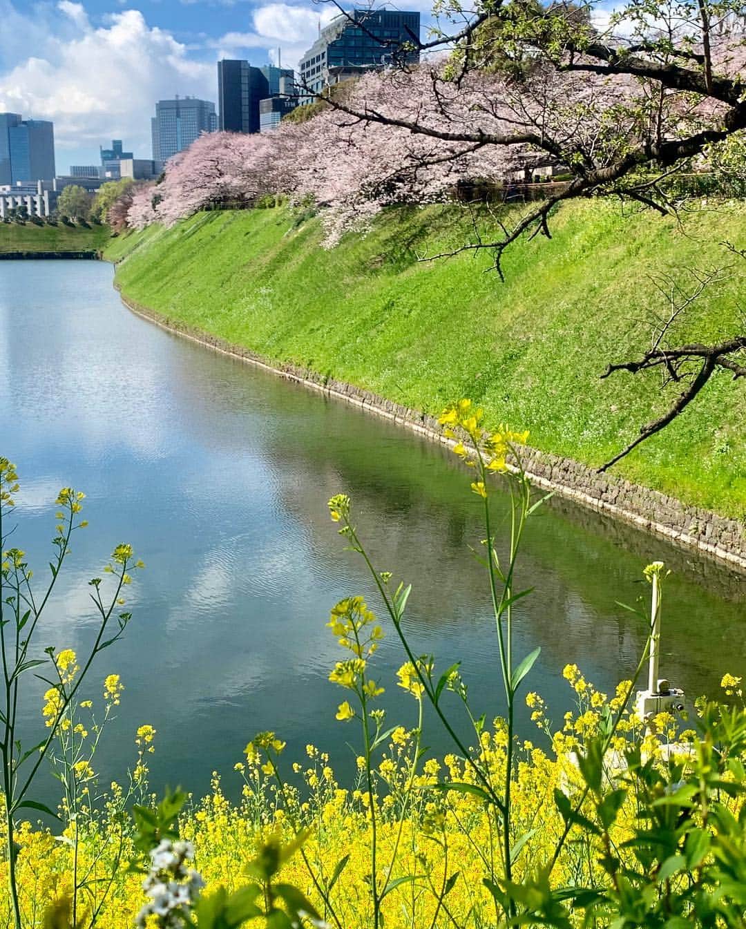 吉田玲奈さんのインスタグラム写真 - (吉田玲奈Instagram)「今朝も桜が見たくて皇居ランニング🌸綺麗です🌸 今朝は6.5km🏃‍♀️ #桜 #桜ラン #空が青い #お花見 #お花見ランニング #皇居 #ランニング女子 #ランニング #newbalance #nike #adidas #reinarun」4月1日 13時37分 - reina.yoshida.ciel.1218