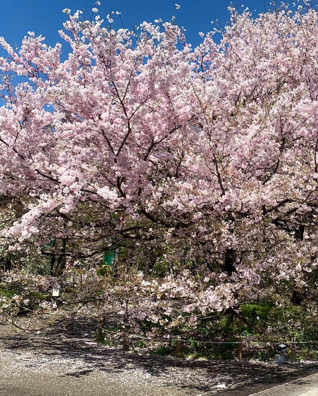 吉田玲奈さんのインスタグラム写真 - (吉田玲奈Instagram)「今朝も桜が見たくて皇居ランニング🌸綺麗です🌸 今朝は6.5km🏃‍♀️ #桜 #桜ラン #空が青い #お花見 #お花見ランニング #皇居 #ランニング女子 #ランニング #newbalance #nike #adidas #reinarun」4月1日 13時37分 - reina.yoshida.ciel.1218