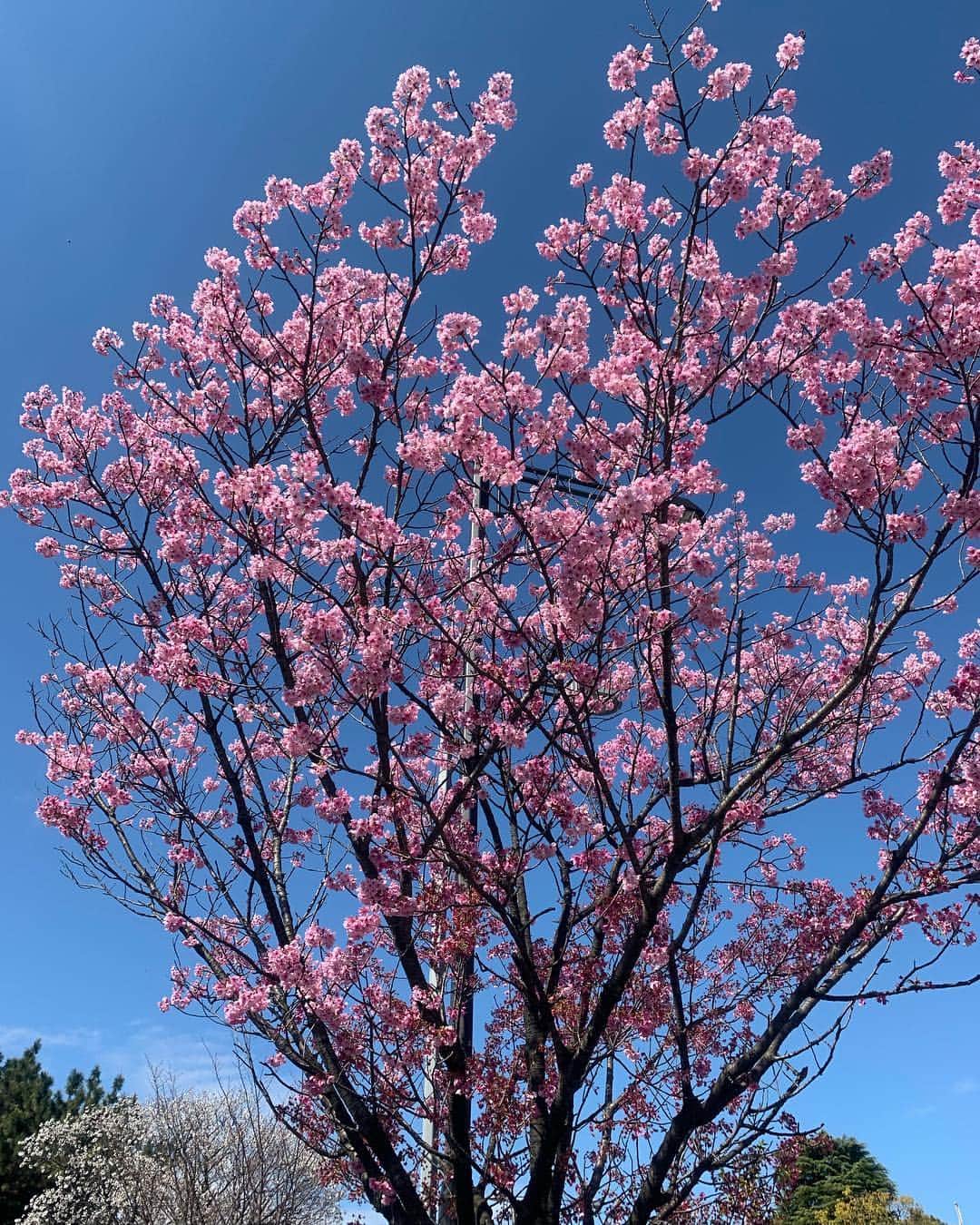 吉田玲奈さんのインスタグラム写真 - (吉田玲奈Instagram)「今朝も桜が見たくて皇居ランニング🌸綺麗です🌸 今朝は6.5km🏃‍♀️ #桜 #桜ラン #空が青い #お花見 #お花見ランニング #皇居 #ランニング女子 #ランニング #newbalance #nike #adidas #reinarun」4月1日 13時37分 - reina.yoshida.ciel.1218