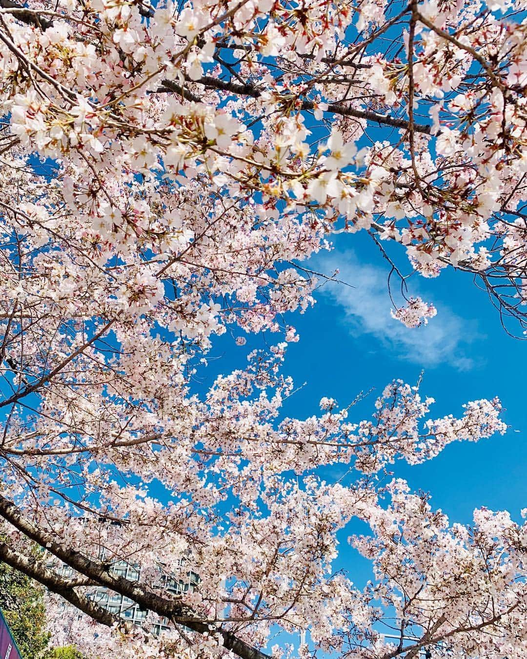 吉田玲奈さんのインスタグラム写真 - (吉田玲奈Instagram)「今朝も桜が見たくて皇居ランニング🌸綺麗です🌸 今朝は6.5km🏃‍♀️ #桜 #桜ラン #空が青い #お花見 #お花見ランニング #皇居 #ランニング女子 #ランニング #newbalance #nike #adidas #reinarun」4月1日 13時37分 - reina.yoshida.ciel.1218