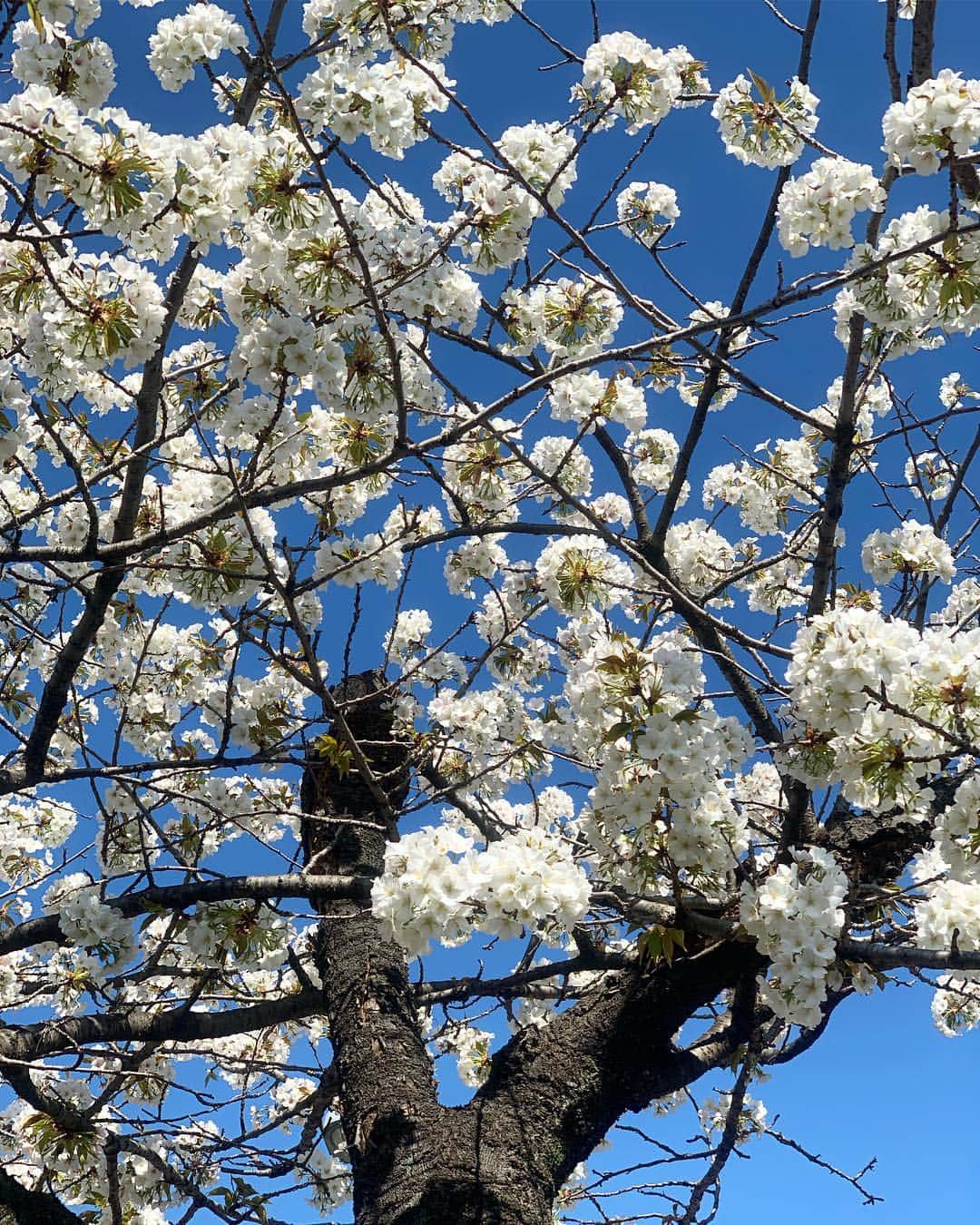 吉田玲奈さんのインスタグラム写真 - (吉田玲奈Instagram)「今朝も桜が見たくて皇居ランニング🌸綺麗です🌸 今朝は6.5km🏃‍♀️ #桜 #桜ラン #空が青い #お花見 #お花見ランニング #皇居 #ランニング女子 #ランニング #newbalance #nike #adidas #reinarun」4月1日 13時37分 - reina.yoshida.ciel.1218