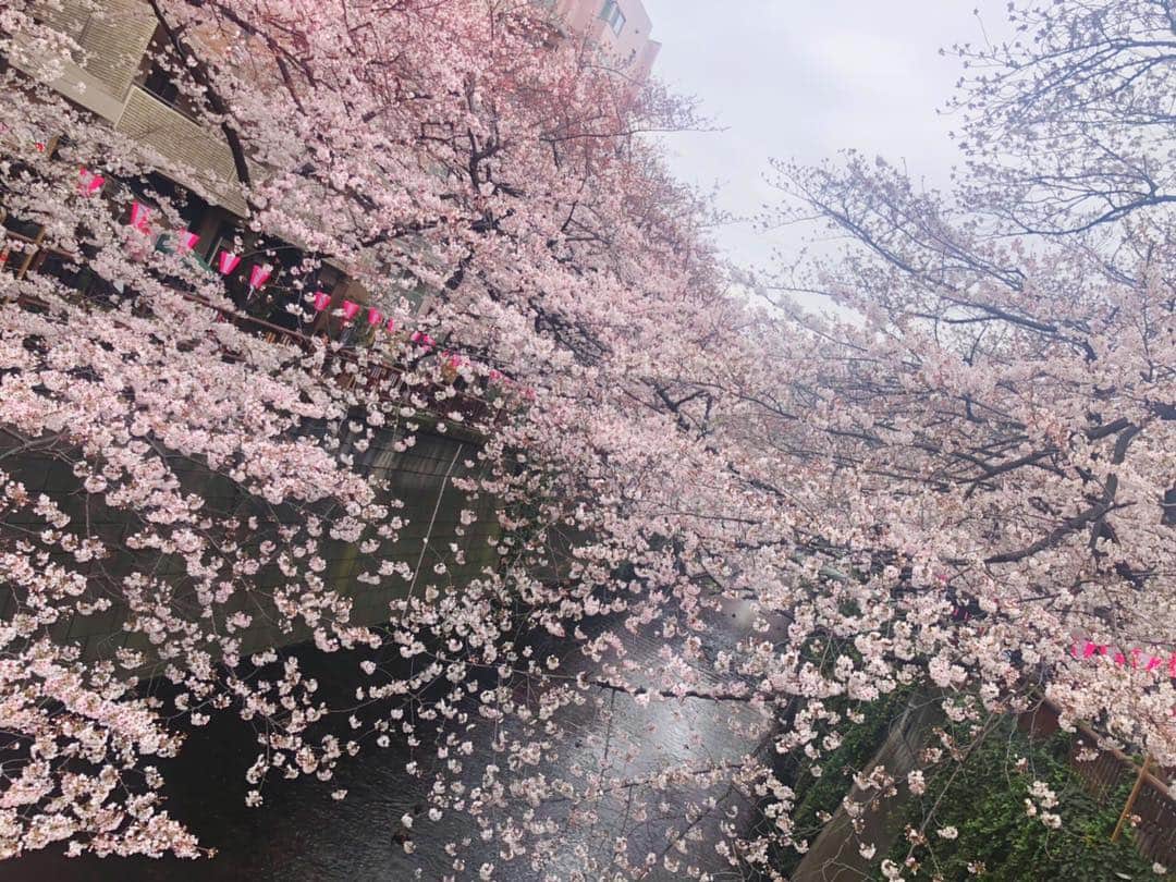 山本夢さんのインスタグラム写真 - (山本夢Instagram)「満開のうちに桜を 見れた。 もう東京は人多いからとか なんとかあるけど やっぱりもう桜は最高。 儚さがまた愛おしい。  そして新元号が 発表されましたね。 令和ってなんか 美しい響。 ええやん。  #桜 #花見 #平成 #新元号 #令和 #hair#hairstyle#haircut#haircolor#ootd#fashion#instafashion#make#makeup#selfie#instagood#ショートカット#ショートヘア#ショートカット女子#ショートヘアアレンジ」4月1日 13時38分 - yume_yamamoto_ue