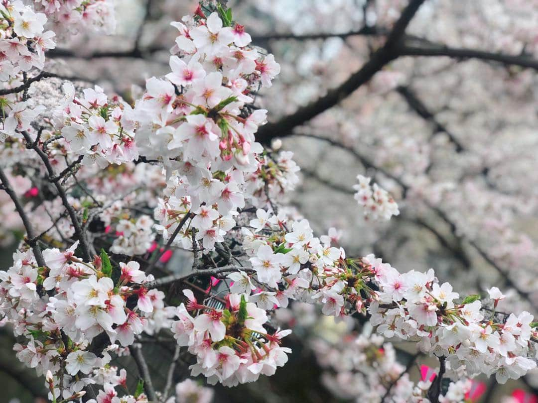 山本夢さんのインスタグラム写真 - (山本夢Instagram)「満開のうちに桜を 見れた。 もう東京は人多いからとか なんとかあるけど やっぱりもう桜は最高。 儚さがまた愛おしい。  そして新元号が 発表されましたね。 令和ってなんか 美しい響。 ええやん。  #桜 #花見 #平成 #新元号 #令和 #hair#hairstyle#haircut#haircolor#ootd#fashion#instafashion#make#makeup#selfie#instagood#ショートカット#ショートヘア#ショートカット女子#ショートヘアアレンジ」4月1日 13時38分 - yume_yamamoto_ue