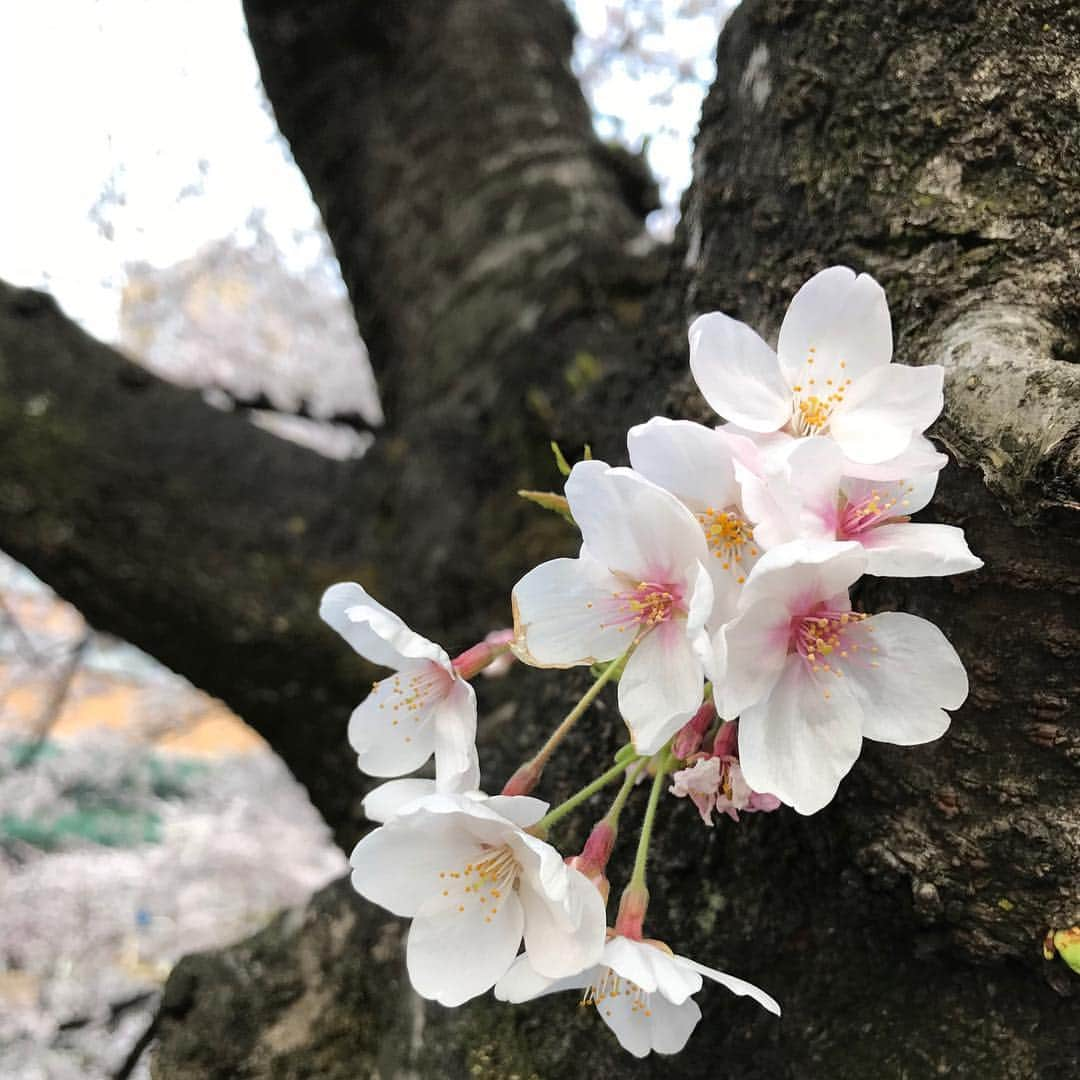 坂口和也さんのインスタグラム写真 - (坂口和也Instagram)「さくらー🌸 #桜 #花見 #通りすがり #俳優 #actor」4月1日 13時49分 - kazunari_sakaguchi