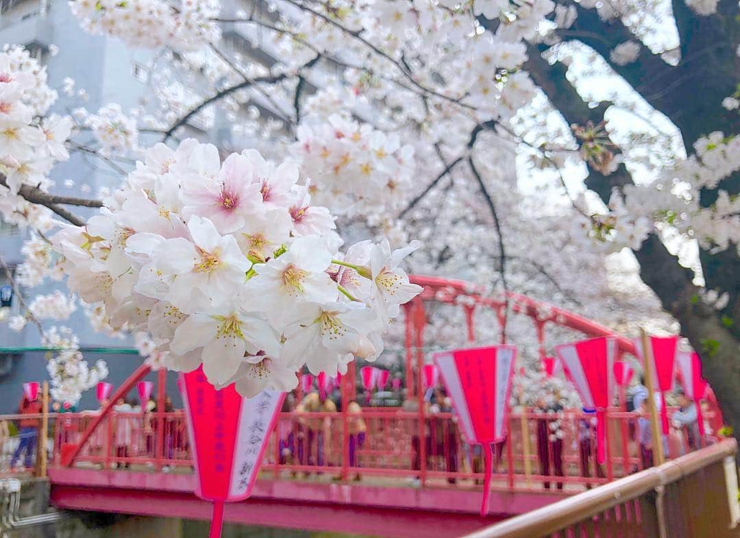 のインスタグラム：「新しい元号「令和」 音の響きがとてもすき。  出典は万葉集と知り、 さらにいいと思った。  引用された「梅花の歌」の一節  時に、初春の令月にして、気淑く風和ぎ 、梅は鏡前の粉を披き、蘭は珮後の香を薫す。  日本語って美しい。  #新元号 #令和 #目黒川 #中目黒 #目黒川の桜 #桜  #cherryblossom #wonderful_places #tokyo #hanami  #tokyocameraclub  #jalan_sakura2020」