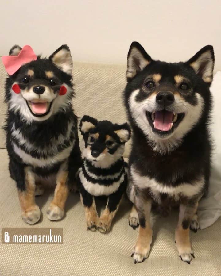 まめ丸のインスタグラム：「* * じつはぼく、 およめさんとこども👪がいたんだよ🐶💓 #悲しい嘘 #まめ丸エイプリルフール #だんだん閉まる口 シリーズ ブログにくわしく書いたからみてねー❣️ * Actually, I am married and have a beloved wife and a son🐶💓 #aprilfoolsday * #柴犬#豆柴#柴#黒柴#犬#ふわもこ部#しばいぬ#日本犬#shiba#shibainu#shibastagram#shibadog#puppy#instadog#dogstagram#dog#instashiba#petstagram#pet#cutepetclub#blackshiba#강아지#멍스타그램#doglover#ilovemydog#weeklyfluff」