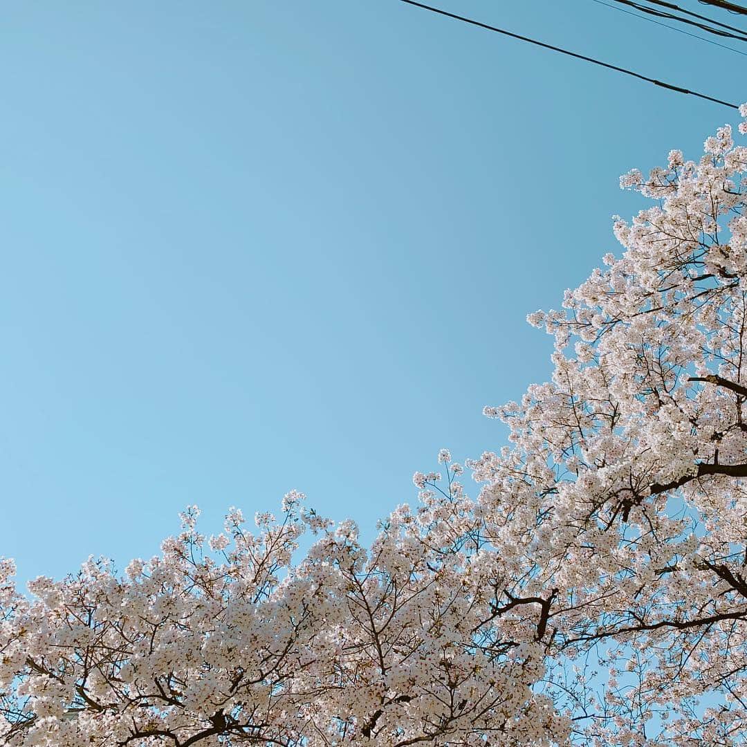 村重杏奈さんのインスタグラム写真 - (村重杏奈Instagram)「#桜 #🌸」4月1日 23時17分 - hktanna4848