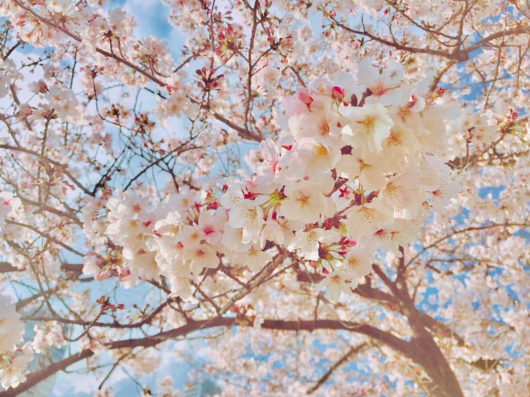 寺山葵さんのインスタグラム写真 - (寺山葵Instagram)「平成最後の桜🌸✨ 先日、満開の桜を見れました。  #上野 #上野公園 #ueno #桜 #満開 #お散歩 #散歩 #cherryblossom #walking」4月1日 23時28分 - a.terayama