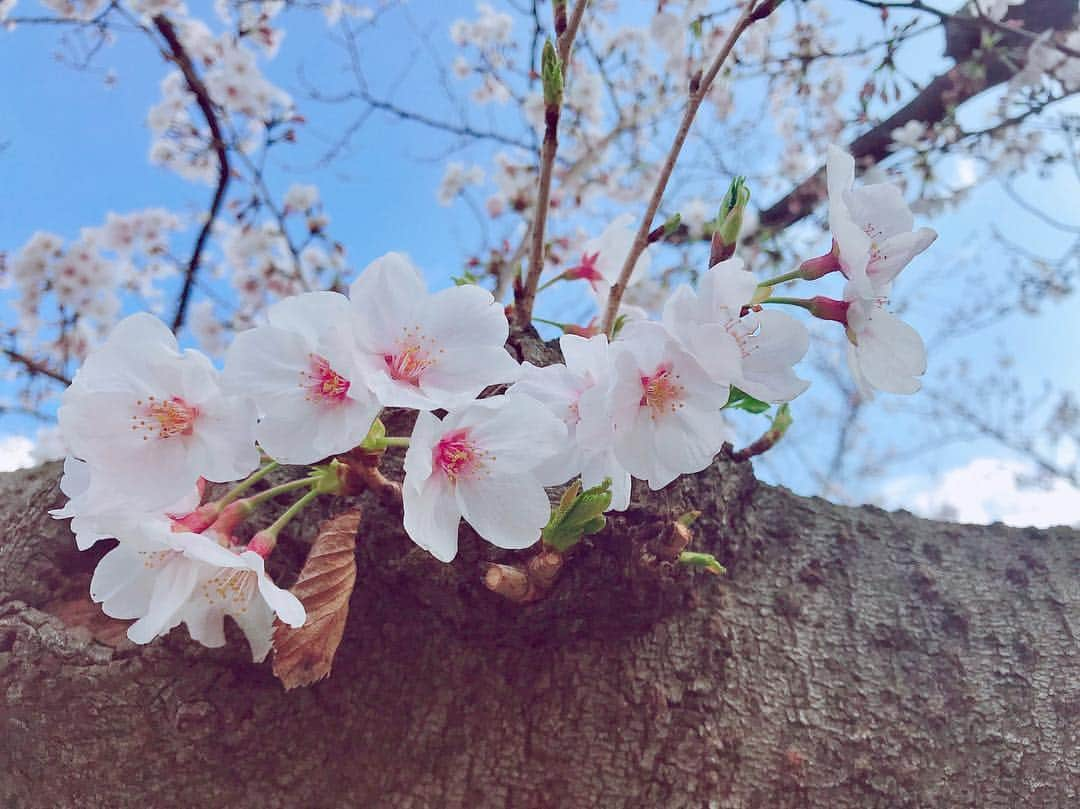 寺山葵さんのインスタグラム写真 - (寺山葵Instagram)「平成最後の桜🌸✨ 先日、満開の桜を見れました。  #上野 #上野公園 #ueno #桜 #満開 #お散歩 #散歩 #cherryblossom #walking」4月1日 23時28分 - a.terayama