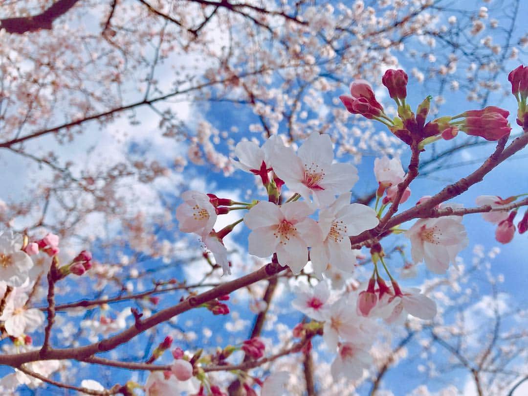 寺山葵のインスタグラム：「平成最後の桜🌸✨ 先日、満開の桜を見れました。  #上野 #上野公園 #ueno #桜 #満開 #お散歩 #散歩 #cherryblossom #walking」