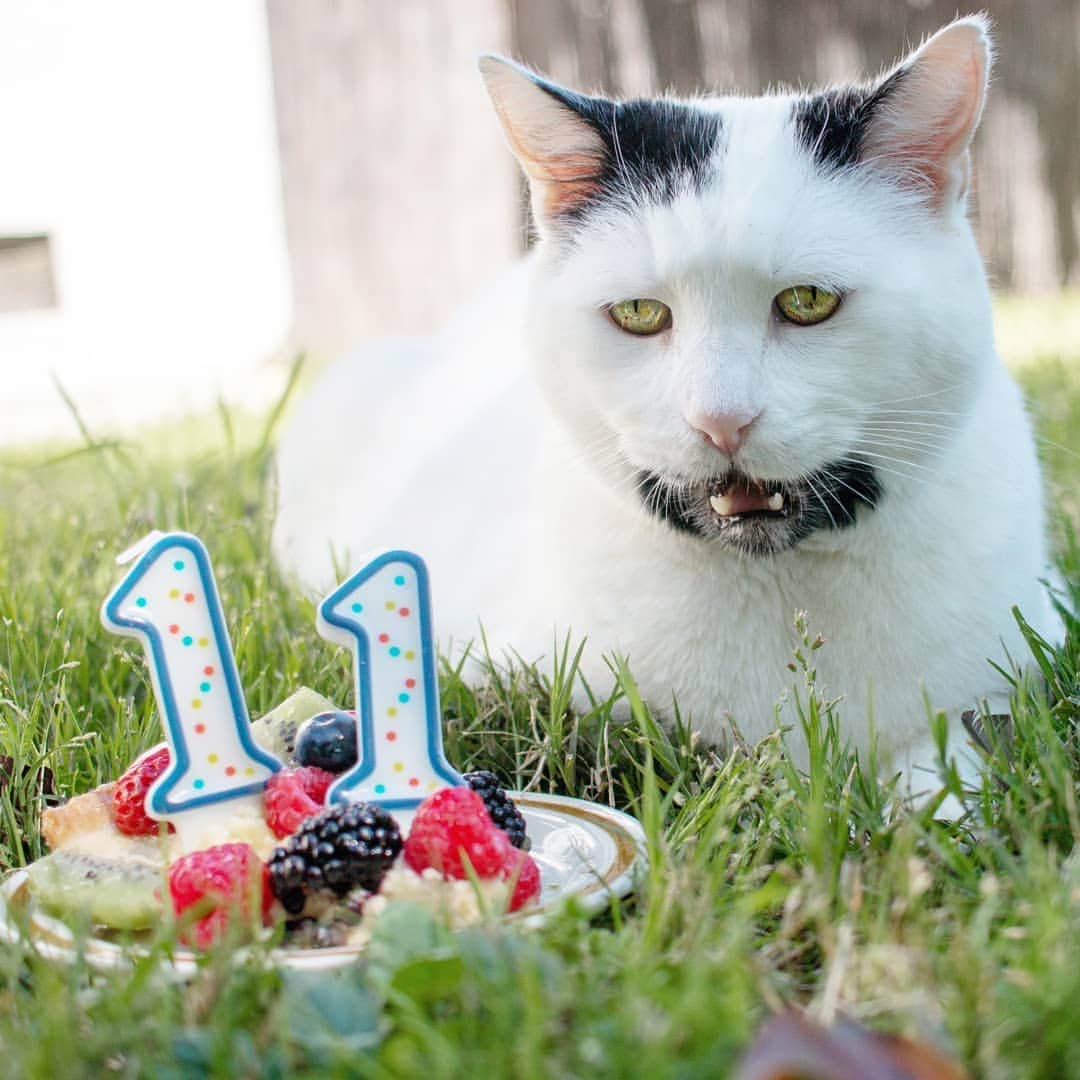 Garyさんのインスタグラム写真 - (GaryInstagram)「Happy birthday to me 🎂 Happy 11th birthday to my animal of a lifetime. It's hard to believe it's been 11 years minus 3 weeks since he showed up in our backyard. I am thankful for every day I get to spend with him, and forever wouldn't be enough. #gare🐻」4月1日 23時37分 - omgdeedee