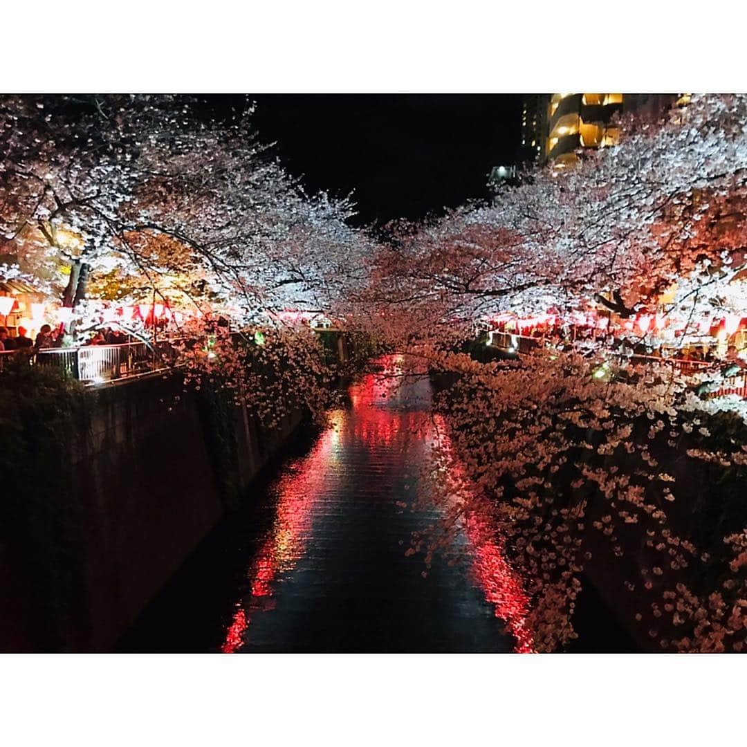 香音有希さんのインスタグラム写真 - (香音有希Instagram)「昨夜はお花見に目黒川へ🌸🌸✨ 日曜だし中目黒での待ち合わせは混雑で難しいのではないかと思案していたら、あっきょんが旗を作ってきてくれましたwww #ココだよ #何故か裏面はCCだよになってる#逆 . 旗の効果は絶大で、 私も一瞬で仲間を見つけられましたが、 それはそれは色んな方の目も奪ってました。爆 旗ってあると思わずみちゃう習性なんだろうなー。 平成最後の花見だね~新元号はなんだろうね~なんて話しながらの練り歩き🌸 爆笑と絶景。 最高なお花見でした(*´ω`*) 次は令和歓迎平成送別会をやろうと盛り上がりました ٩( ᐛ )و #つまりまたすぐ喋りたいということ」4月1日 23時45分 - kaonyuki_yukako