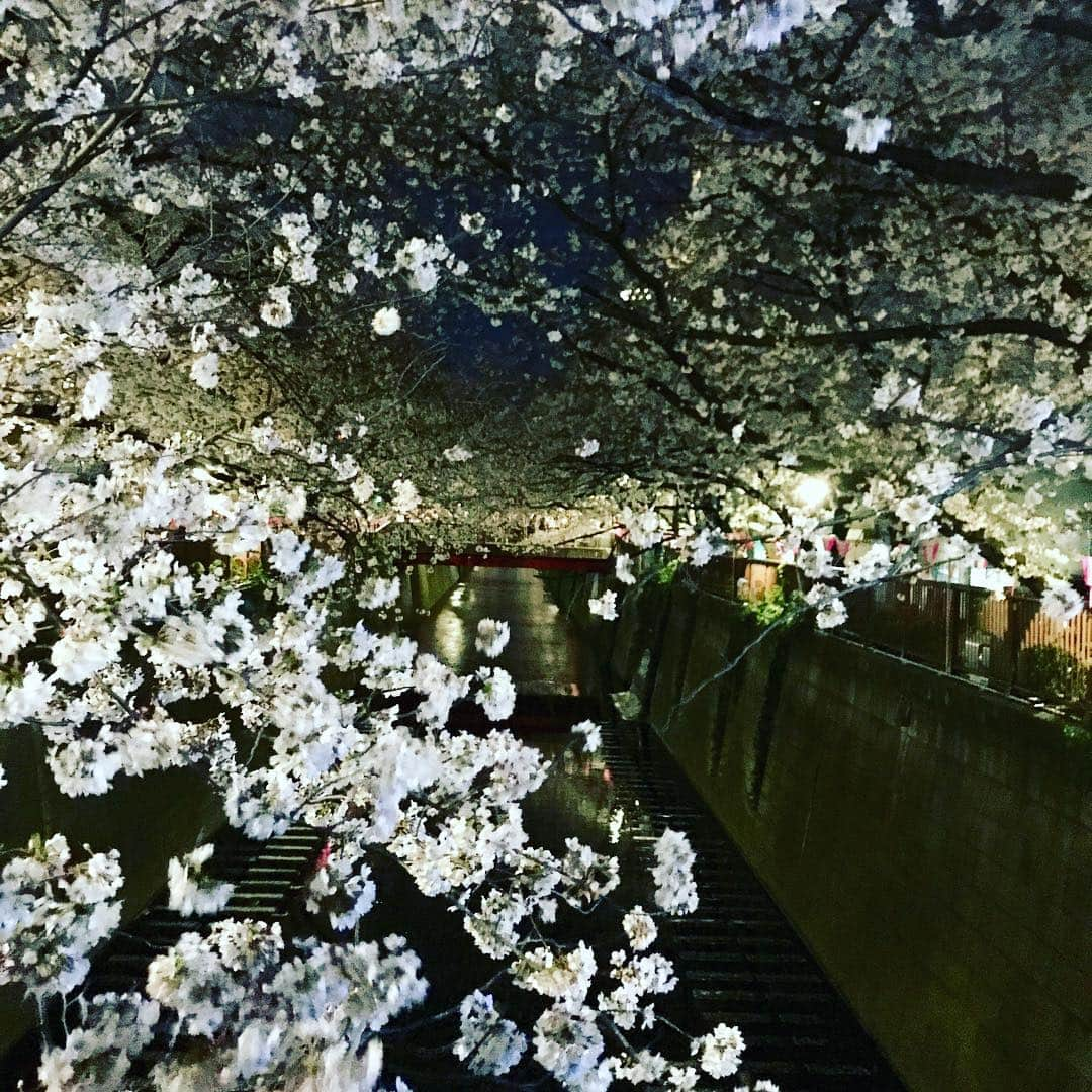 にしおかすみこさんのインスタグラム写真 - (にしおかすみこInstagram)「#夜桜 ギリギリ見れた😚✨ 友人がつきあってくれた。 夜遅いし、気温が低いのに混んでたなあ😳 「寒い〜」と言いながら、歩きアイスコーヒー。満足✨🤗✨ #春#新元号#令和 良い時代になりますように😊」4月1日 23時42分 - nishioka_sumiko