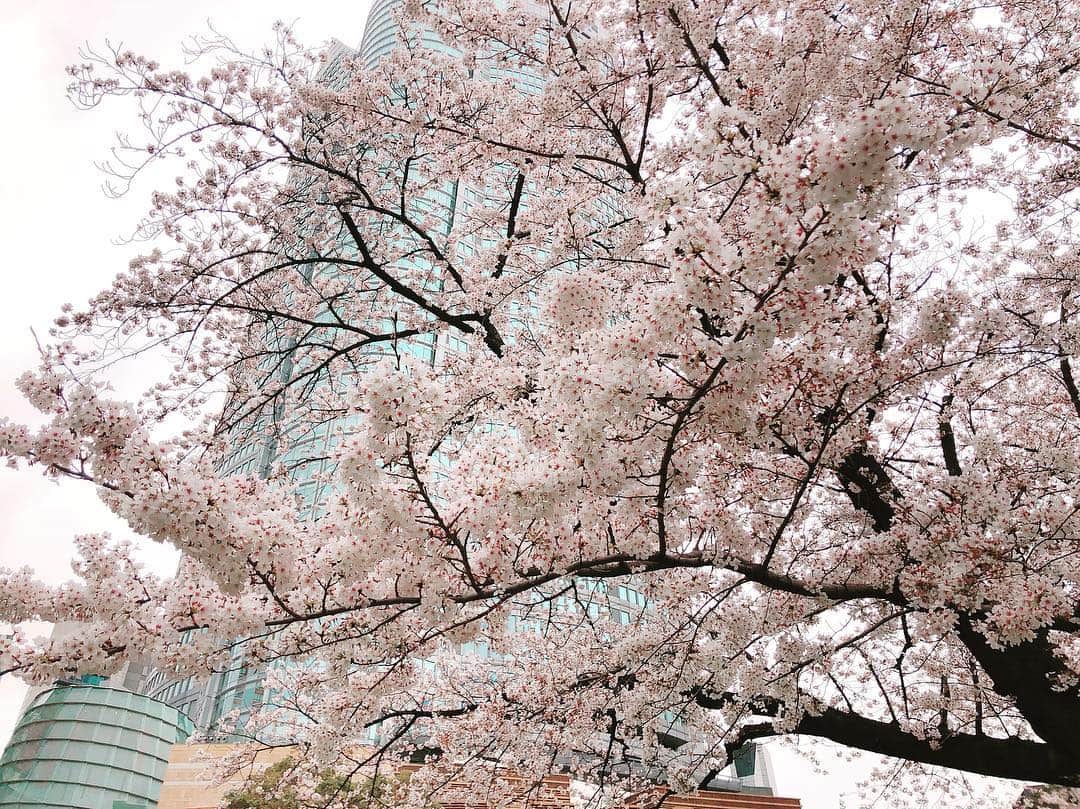 鉄戸美桜のインスタグラム：「目黒川と毛利庭園！ 花見しましたー🌸  #お花見」