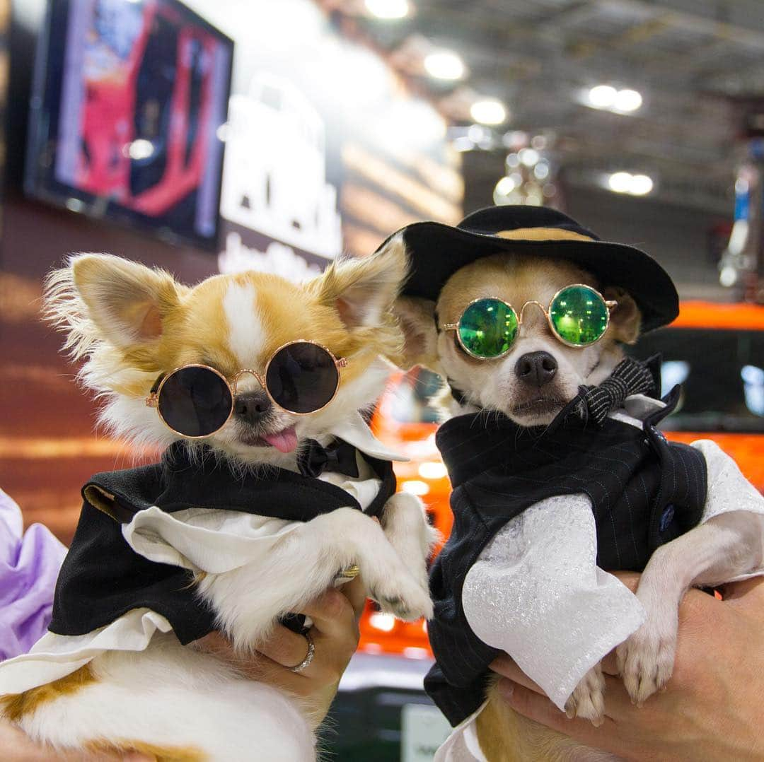 ちまさんのインスタグラム写真 - (ちまInstagram)「He is my friend @montjiro 🐶💚 Montjiro is the most fashionable chihuahua🕶🍸 ＊ インターペットで1年ぶりの紋次郎くん🐶💚 彼の専属デザイナーふみさん @fumi110  にもお会いでき、素敵な衣装を貸していただいて感激😍 ・ それにしても紋次郎くん、 同じチワワと思えない凛とした佇まい✨ ちまの子分？妹分？な感じがすごい🤣 サングラス ズレてるし笑 ੯•́ ੇᎮ ੯•́ ੇᎮ ੯•́ ੇᎮ ੯•́ ੇᎮ ੯•́ ੇᎮ ੯•́ ੇᎮ #chima #ちま #チワワ #chihuahua #ชิวาวา #ふわもこ部 #PECOいぬ部 #sniffandbarkens #WeeklyFluff #cutepetclub #doggy_lovings #インターペット #インターペット2019 #Interpets #KRK02 #tokyobigsight」4月1日 23時48分 - chima.chihuahua