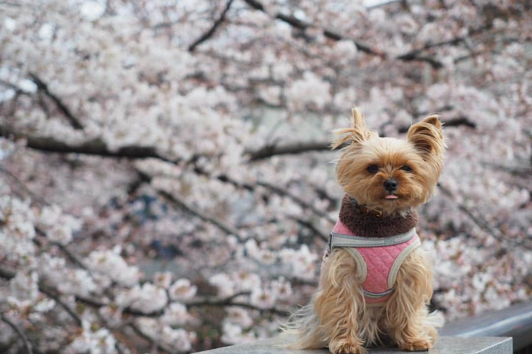 Rubyさんのインスタグラム写真 - (RubyInstagram)「ㅤㅤㅤㅤㅤㅤㅤㅤㅤㅤㅤㅤㅤㅤㅤ 🐶💬 is 🌸yummy? 桜🌸って美味しいの？ ㅤㅤㅤㅤㅤㅤㅤㅤㅤㅤㅤㅤㅤㅤㅤ ㅤㅤㅤㅤㅤㅤㅤㅤㅤㅤㅤㅤㅤㅤㅤ 先住犬2人も毎年ここで写真を撮りました。 ルビーも今年もここで撮れてよかったね。 ㅤㅤㅤㅤㅤㅤㅤㅤㅤㅤㅤㅤㅤㅤㅤ  ルビたんはお散歩しながら 『ねぇねぇ、みんなさくらさくらって言うけどさぁ、桜って美味しいの？』 と聞いておりました。 食べれないものならあんまりあたしは興味ないけどお散歩たくさんできるからいい季節だそうです。ちなみに今日は突然スイッチが入ったルビ子の全力疾走に付き合いいっぱいいっぱい走りました。 待って〜💦と叫びながら小さな犬に引っ張られて走る姿に、ワンちゃんが人の散歩しているんだねーってすれ違う人々に言われて、今日もルビたんに振り回される1日でした。 ㅤㅤㅤㅤㅤㅤㅤㅤㅤㅤㅤㅤㅤㅤㅤ #ヨークシャテリア #ヨーキー #yorkie #yorkshireterrier #cherryblossom #桜 #🌸」4月1日 23時48分 - ruby_the_yorkie