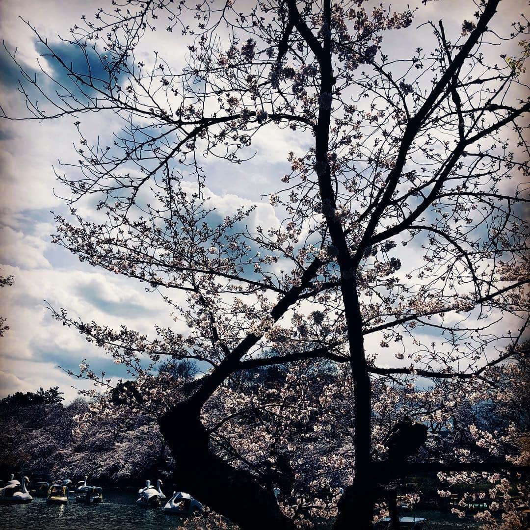 JILLさんのインスタグラム写真 - (JILLInstagram)「「令和」発表の時は打ち合わせあって吉祥寺に着いた瞬間でしたぁ。駅は号外もなく至って普通。  打ち合わせ前に井之頭公園にてしばしお花見🌸美しかった🌸  青空。綺麗な桜。と、思っていたら変わりやすい天気で打ち合わせ中には曇り、冷たい風がピューピュー吹いてるのが窓越しに見えました。  なかなか忘れがたい一日だったな。  この日を懐かしく振り返る日があるんだろうなぁ。  #personz  #jillpersonz #20190401 #新元号 #令和 #wanderfulmemoriestour #アーカイブDVD  #ツアースタンプリリース  #Jfnpark #ジャパニーズポップスラプソディ #personz.net @jillpersonz  #ワンダフルメモリーズツアースタートサイコー #次回ツアーはすべてK」4月1日 23時50分 - jillpersonz