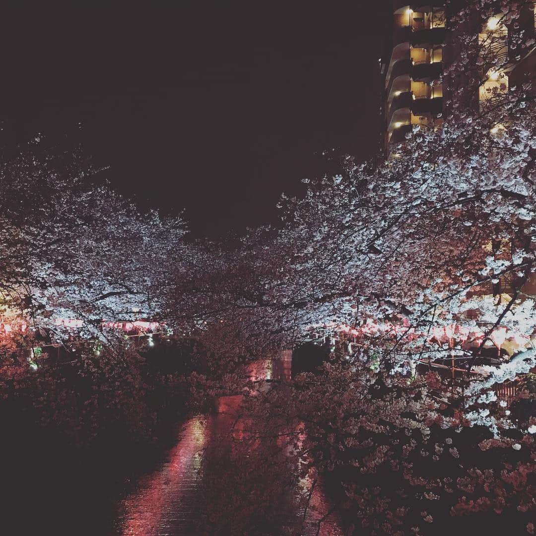 石川龍のインスタグラム：「週末のことですが、目黒川の夜桜を見に行きました。時間が遅めだったのと、雨も降ってたので人出もほどほどで割とゆったりと見物できました。 妻と出かけて、普段あまりやらない二人でのセルフィをやったら、なんとも言えないアンニュイな表情の僕が撮れたのでズームでご査収ください。 ・ ・ ・ ・ ・ ・ #目黒川 #目黒川の桜 #桜 #sakura」
