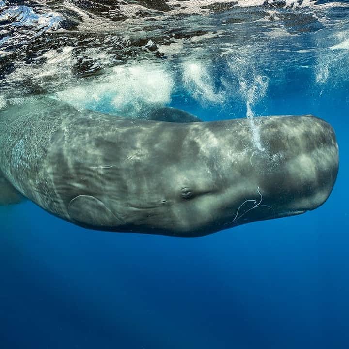のインスタグラム：「Photo by @brianskerry | A sperm whale, with squid arms and tentacles in its mouth, feeds in the waters off Dominica in the eastern Caribbean. These whales find squid here in depths of about 600 meters, surfacing only briefly between dives while in foraging mode. These animals have complex cultures within their families that include specialized dialects, parenting techniques, and more.//To get an up-close look at animals that survive our planet's most extreme environments, watch #HostilePlanet on @natgeochannel tonight at 9/8c.//」