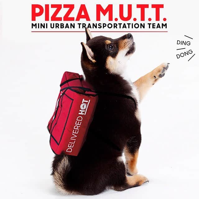 Pizza Hutさんのインスタグラム写真 - (Pizza HutInstagram)「He don’t protec. He don’t attac. But he do deliver a pizza snac. Now announcing the Pizza M. U. T. T. delivery team. Use code 30OFFAPRIL1 for 30% OFF menu-priced pizzas. Today only.」4月2日 0時03分 - pizzahut