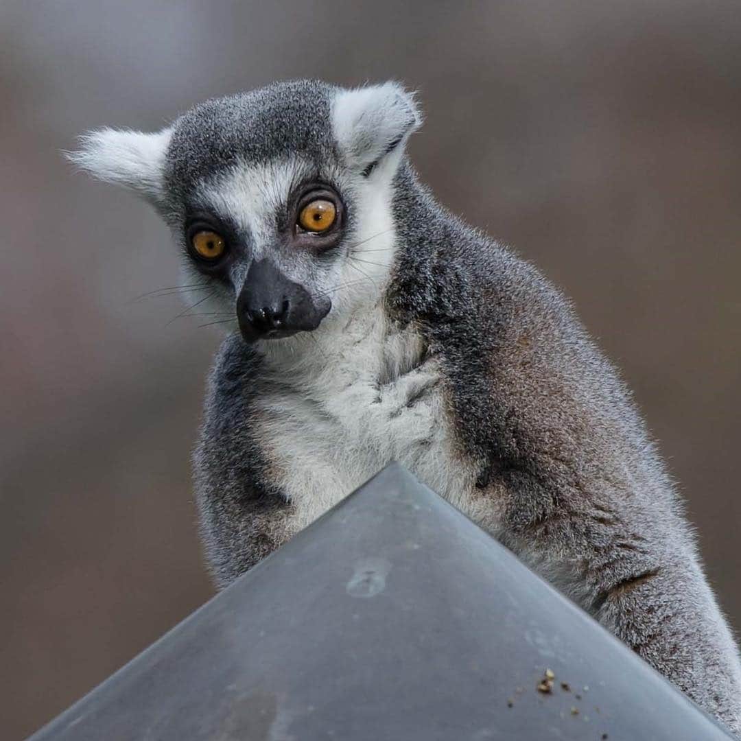 スミソニアン国立動物園さんのインスタグラム写真 - (スミソニアン国立動物園Instagram)「At 7 years old, Birch is the oldest of the Zoo’s ring-tailed lemurs. He can be very shy and is often wary of new things, but he has a social butterfly streak, too. He gets along very well with the other ring-tailed lemurs and can often be seen huddling and grooming with the group. He turned another year older March 15. 🎉🎂 Join the lemur birthday bash at Lemur Island April 3!」4月2日 0時04分 - smithsonianzoo