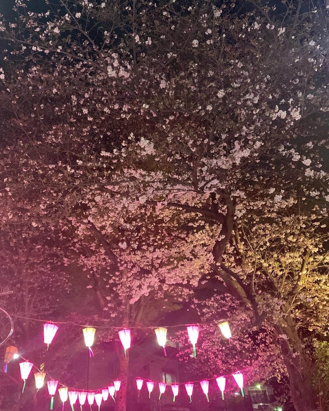鹿沼憂妃さんのインスタグラム写真 - (鹿沼憂妃Instagram)「今年も無事にお花見できました🌸 夜桜も昼桜？もどっちも違ってどっちも好き🥰 ストーリーで質問おおかったこの時のメガネは 前に韓国で買ったやつでブランド忘れちゃった😧 シルバーフレーム使いやすくてお気に入り♥️ 4月もきっとあっとゆう間。 1日1日たいせつに過ごしましょ🌈 #おやすみなさい #今日はストーリーが騒がしいね 笑」4月2日 0時02分 - shika_0225