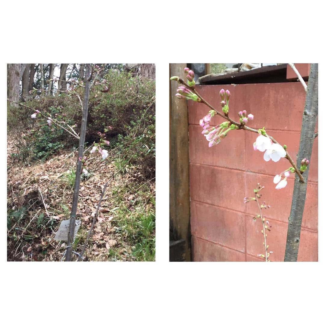 倉窪莉沙のインスタグラム：「* 娘が誕生した記念に父が植えてくれた桜の木。 平成31年4月1日、開花しました🌸 . #新元号 #令和 #桜 #sakura #開花 #記念樹 #生後11ヶ月 #もうすぐ1歳 #早いなぁ🥺」