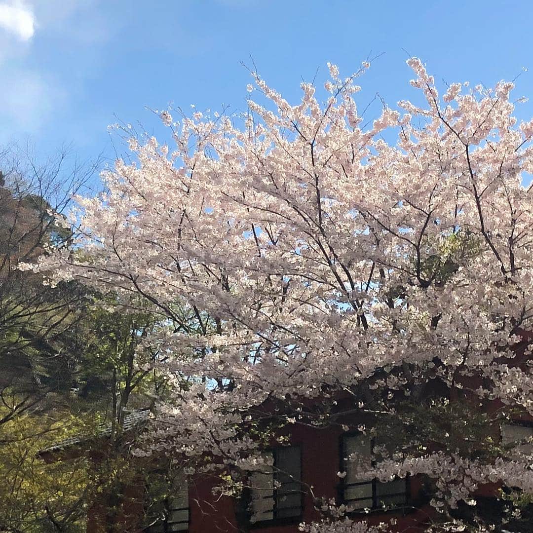 松浦美穂さんのインスタグラム写真 - (松浦美穂Instagram)「箱根強羅を早朝に出発して東京に戻るまでの空、太陽、山、桜と…「オォ💓」と思う度に写真を撮って…渋谷区神宮前熊野神社での毎月恒例の「ツイタチマイリ」までを時系列で並べてみたら… 既にどの写真からが東京かわからなくなった。 それくらい東京の空も今日は澄んで綺麗。  新元号発表の日に相応しいお天気☀️…「令和」… 万葉集の「梅の花32首」より 寒い冬を越えて春とともに咲き誇る梅の花を歌った、と…  桜ではなく梅… ちなみに桜は「陰の木」、梅は「陽の木」  #元号 #令和 #箱根強羅 #温泉 #ペットと一緒に泊まれる宿 #4月1日 #熊野神社 #濃い2日間 #twiggytokyo #twiggymiho」4月2日 0時06分 - twiggy_mihomatsuura