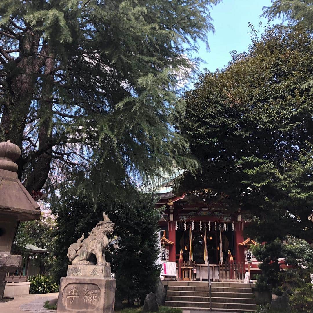 松浦美穂さんのインスタグラム写真 - (松浦美穂Instagram)「箱根強羅を早朝に出発して東京に戻るまでの空、太陽、山、桜と…「オォ💓」と思う度に写真を撮って…渋谷区神宮前熊野神社での毎月恒例の「ツイタチマイリ」までを時系列で並べてみたら… 既にどの写真からが東京かわからなくなった。 それくらい東京の空も今日は澄んで綺麗。  新元号発表の日に相応しいお天気☀️…「令和」… 万葉集の「梅の花32首」より 寒い冬を越えて春とともに咲き誇る梅の花を歌った、と…  桜ではなく梅… ちなみに桜は「陰の木」、梅は「陽の木」  #元号 #令和 #箱根強羅 #温泉 #ペットと一緒に泊まれる宿 #4月1日 #熊野神社 #濃い2日間 #twiggytokyo #twiggymiho」4月2日 0時06分 - twiggy_mihomatsuura