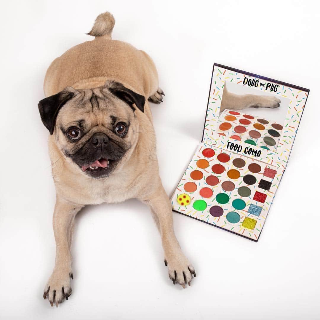 itsdougthepugさんのインスタグラム写真 - (itsdougthepugInstagram)「I, Doug The Pug, have decided to follow my passions and become a full-time beauty YouTuber. Pre-Orders for my new palette FOOD COMA coming soon 🍕🍟」4月2日 0時09分 - itsdougthepug