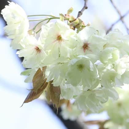 八芳園さんのインスタグラム写真 - (八芳園Instagram)「【御衣黄も間も無く見頃に】  花冷えの日が続き、庭園の染井吉野も まだまだ美しい姿を見せています。  また、しだれ桜や八重桜も開花し始め、 今年はもうしばらく、お花見を愉しむ事が出来そうです。  そんな中「御衣黄」も咲き始めました。 「御衣黄」は八重桜の一種で、江戸時代初期に誕生し、貴族が気品のある色として好んだ萌黄色の衣服を思わせることから、江戸時代中期に名づけられたと言われています。 通常のピンク色をした桜の花弁と違い、色の変化も楽しめる珍しい桜で、満開に近づくと花の中心部がピンク色へと変わります。  令和へと移りゆく4月、 平成最後のお花見を4種類の桜と 共にお楽しみください。 ［八芳園 Spring Festival 2019 粋］ http://www.happo-en.com/event/springfestival2019/  #八芳園 #しだれ桜 #八重桜 #御衣黄 #令和 #平成最後 #桜 #花見 #お花見 #日本庭園 #江戸時代 #庭園 #盆栽 #東京 #白金台 #結婚式 #結婚式場 #粋 #happoen #sakura #garden #japanesegarden #tokyo」4月2日 0時20分 - happoen