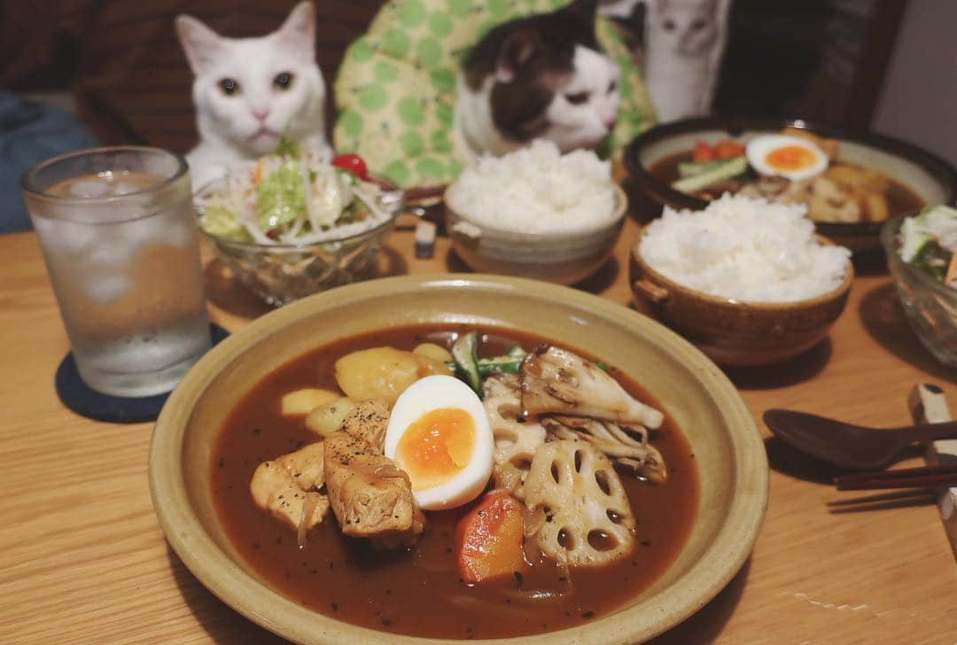 八、おこめさんのインスタグラム写真 - (八、おこめInstagram)「今夜のカ令和(カレーは)…🍛🥄 ↑無駄に『令和』って使いたいだけw スープカレー♩ハッチャン、ガン見❤︎ 2枚目→ハッチャンまだ見てるっw 夕飯がカレーやったのは偶然。 #スープカレー #令和 #八おこめ #ねこ部 #cat #ねこ #猫 #ネコ #八おこめ食べ物 #カレー」4月2日 0時14分 - naomiuno