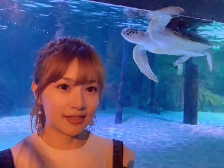のインスタグラム：「เจอ🐢❤️ตัวใหญ่🤭 . . 亀が泳いでいたー🐢💕お腹の模様も可愛い😍 . どんな事考えてるのかな〜🥰 . . . #มิมุ #ไม่ใช่มุมิ #คนญี่ปุ่น #Mimu #mimusdiary  #aquarium #turtle #sightseeing #bangkoklife #バンコク生活 #バンコク在住 #海外生活 #タイ旅行 #タイ生活 #水族館 #亀 #癒された」