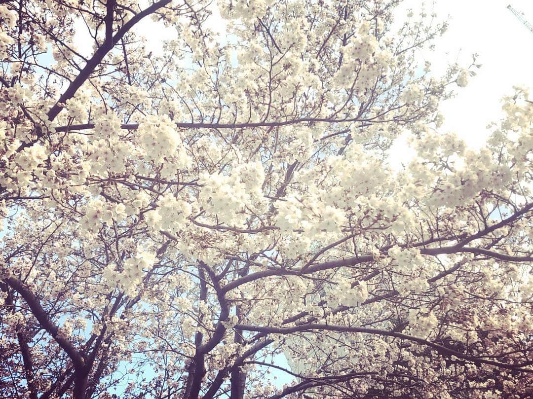 のインスタグラム：「. . .【🌸さくら日和🌸】 .週末はお花見へ行ってきましたー☺️ . 桜綺麗でもう満開でした❣️ . .#桜 #桜咲く #お花見 #春がきた #ハルちゃん #フリーアナウンサー金谷有希子 #フリーアナウンサー #ママアナウンサー #女の子ママ #11ヶ月」